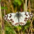 MELANARGIA GALATHEA