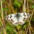 MELANARGIA GALATHEA