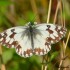 MELANARGIA GALATHEA