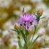 Centaurée bleuet des montagne