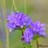 Fleurs violettes