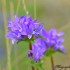 Fleurs violettes