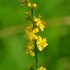 Fleurs jaunes