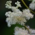 Fleurs blanches