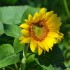 Fleur de Tournesol