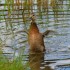 Canards sauvages