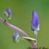 Fleurs violettes