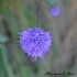 Fleurs violettes