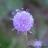 Fleurs violettes