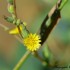 Fleurs jaunes