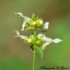 fleurs blanches