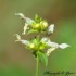 fleurs blanches