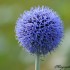 Echinops