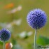 Echinops