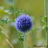 Echinops