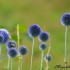 Echinops