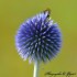 Echinops