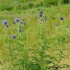 Echinops