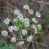 Petites fleurs blanches