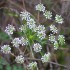 Petites fleurs blanches