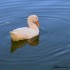 Cygnes, canards