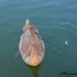 Cygnes, canards