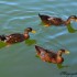 Cygnes, canards