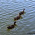 Cygnes, canards