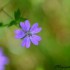 Fleurs violettes