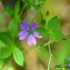 Fleurs violettes