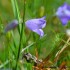 Fleurs violettes