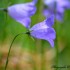 Fleurs violettes