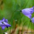 Fleurs violettes