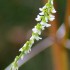 Fleurs blanches