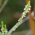 Fleurs blanches