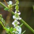 Fleurs blanches