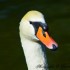 Le Cygne