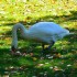 Le Cygne