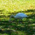 Le Cygne