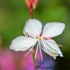 Fleurs blanches