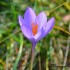 Crocus