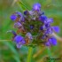 Fleurs violettes