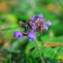 Fleurs violettes