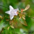 Fleurs blanches