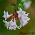 Fleurs blanches