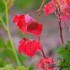 Feuilles rouges