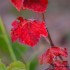 Feuilles rouges