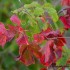 Feuilles rouges