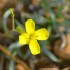 Fleurs jaunes