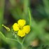 Fleurs jaunes